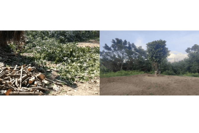 Replantation of 100 Years old Banyan Tree