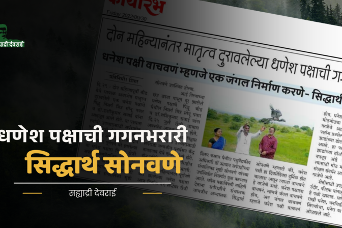 दोन महिन्यानंतर मातृत्व दुरावलेल्या धणेश पक्षाची गगनभरारी