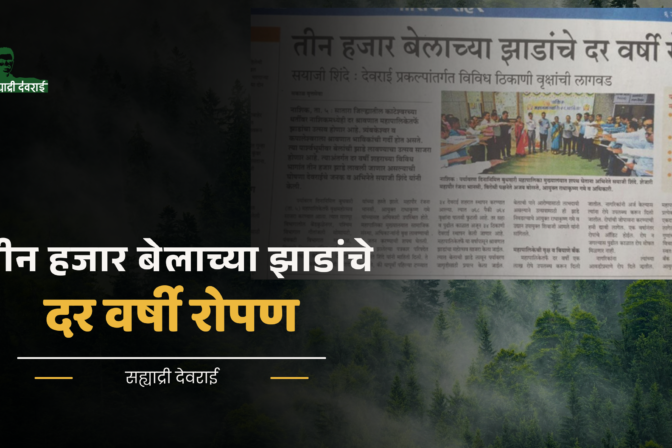 तीन हजार बेलाच्या झाडांचे दर वर्षी रोपण